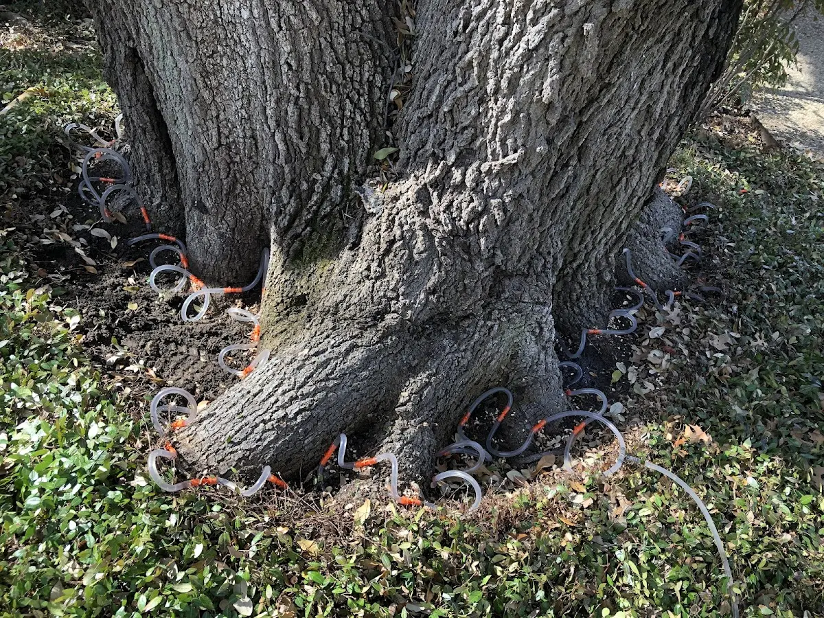 Detailed Tree Cabling and Bracing job site in Mc Bee